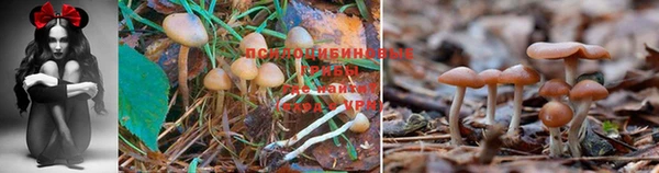 крисы Волосово